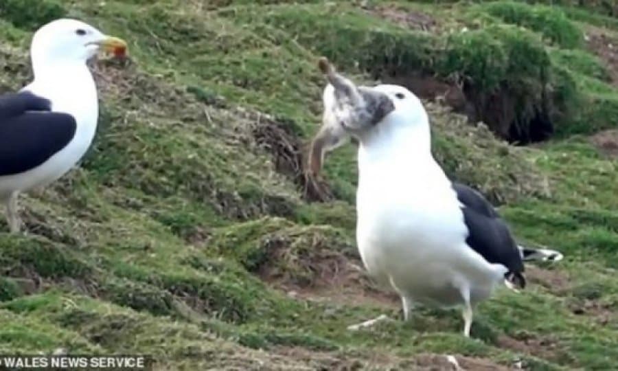 Moment i tmerrshëm kur pulëbardha e përpin lepurin për së gjalli (VIDEO)
