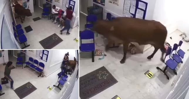 Lopa hyn në spital dhe sulmon pacientët (VIDEO)