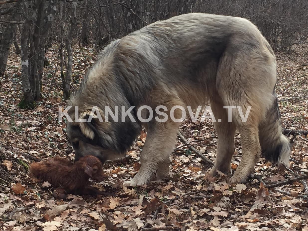 Në Aqarevë të Skenderajt, kecin e posalindur e braktisi e ëma, por nuk e braktisi ruajtësi i kopesë (VIDEO)