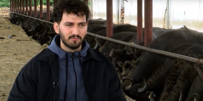 I riu Kosovar që kultivon 300 krerë buallica! (VIDEO)