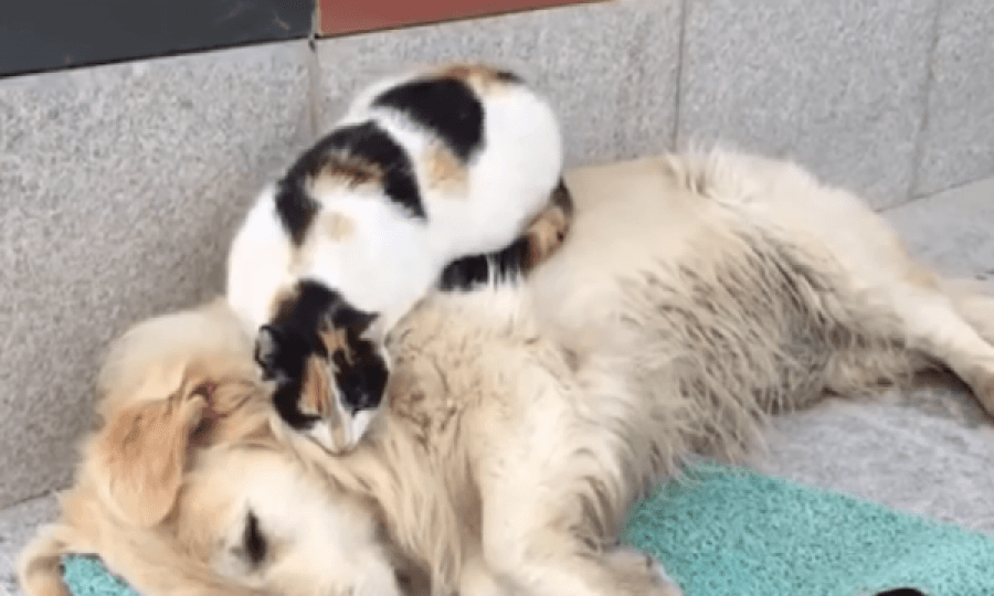 Kjo video bëhet virale, qeni fle – macja i bën masazh