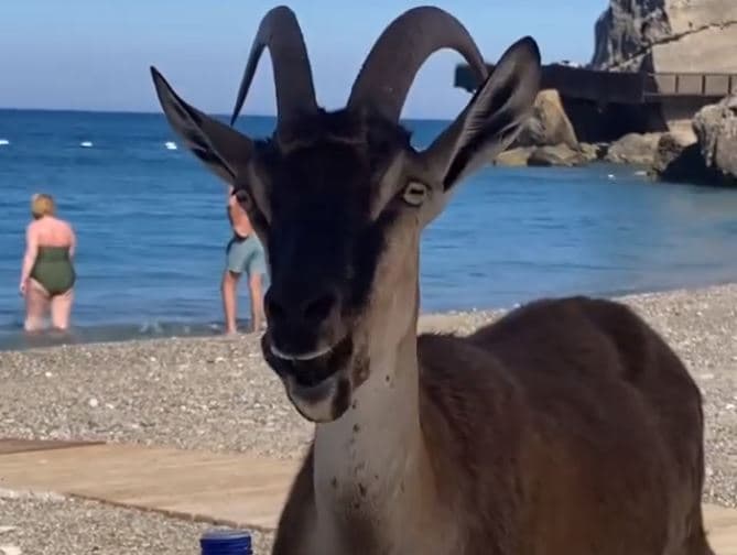 Moderatores shqiptare i bën edhe kjo vaki në plazh, dhija ia “prish” rehatin në plazh