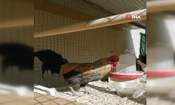 Gjeli që këndon deri sa i bie të fikët (VIDEO)