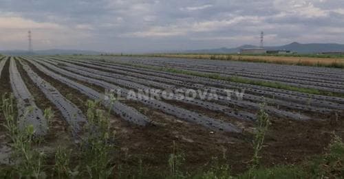 Breshëri ua shkatërron arat bujqve të Drenasit (VIDEO)