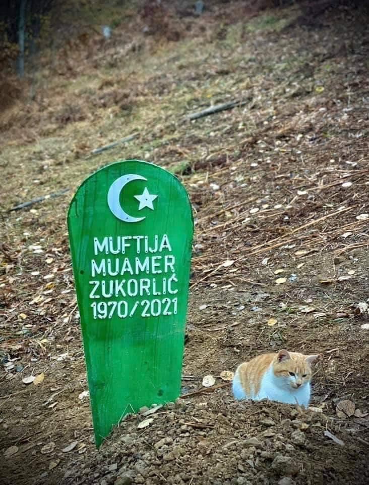 Featured image for Pas vdekjes së myftiut Muhamer Zukorlliq, macja e tij po qëndron pranë varrit
