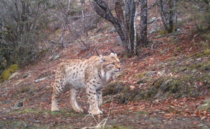 Rast i rrallë! Mësuesi filmon Rrëqebullin e Ballkanit në Korab
