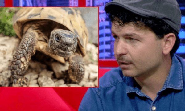 Njerëzit vrasin breshkat për t’u shëruar nga këto sëmundje, me gjakun e tyre. Si qendron e verteta