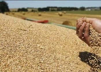 Shërbimi sekret i Ukrainës: Si po e përgatit Rusia planin që ta lë pa bukë Ukrainën dhe botën