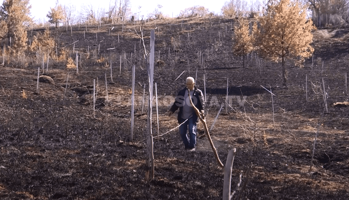 Zubin Potok: Gruaja duke pjekur fli, ia djeg fqinjit 300 trupa të arrës (VIDEO)
