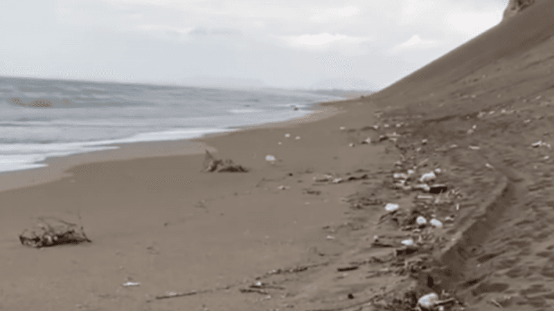 Bregdeti i Shëngjinit ‘mbulohet’ nga pulat e ngordhura
