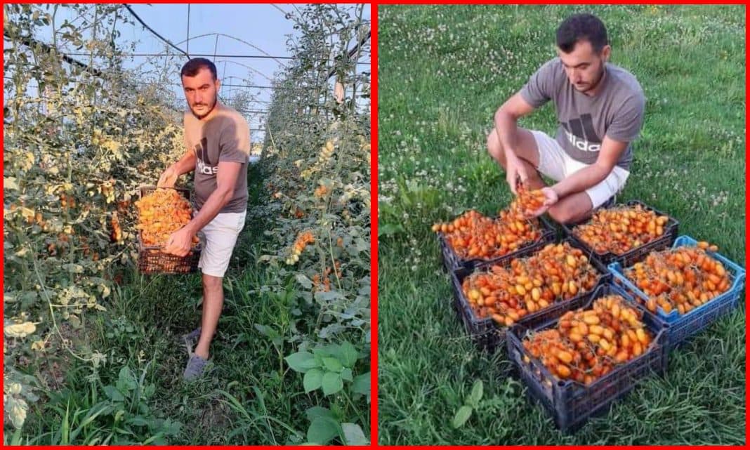 Ia dhane farat që ta mashtronin – Shqiptari kultivoi gabimisht domaten që ka çmimin marramendës