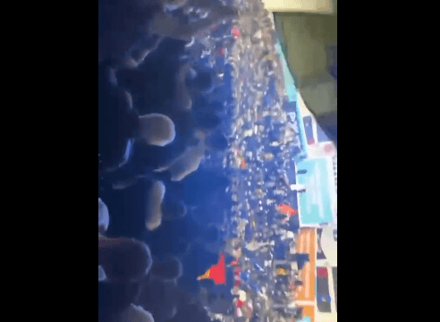 Tubim masiv në mbështetje të Bedri Hamzës në Kaçanik – pamjet