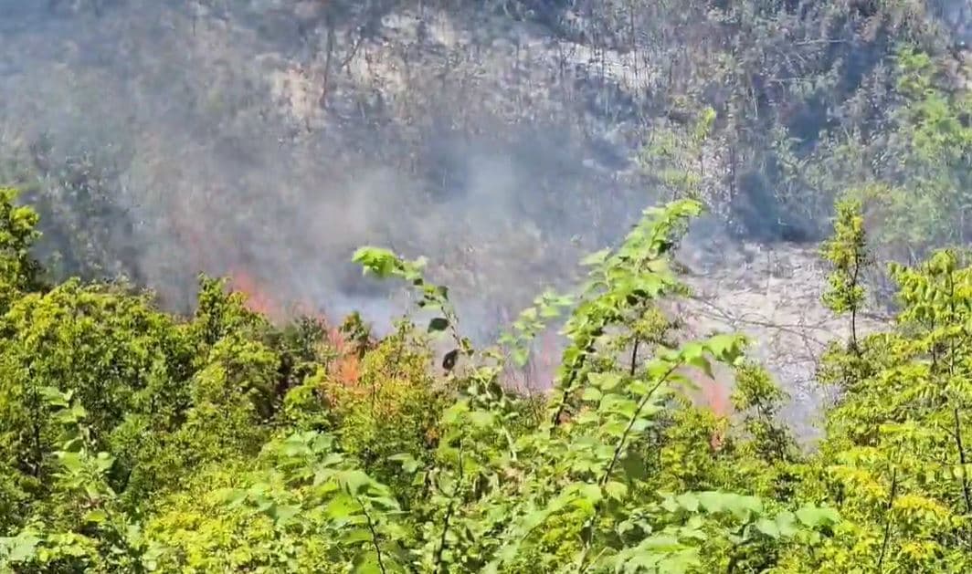 Zjarr i madh përfshin kodrat me ullishte të Zhupanit në Fier