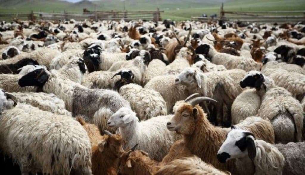 AUV me thirrje për fermerët, zbatoni masat e vendosura për parandalimin e murtajës