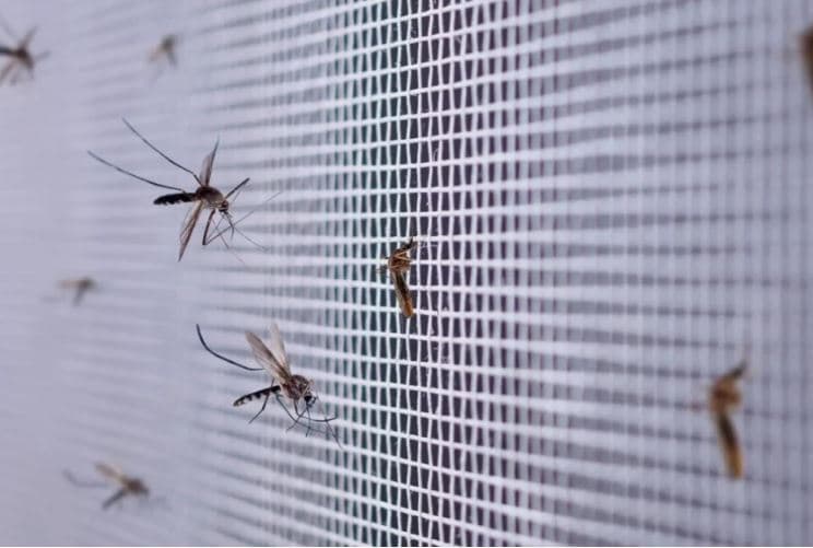 E keni ditur? Kështu mund të evitoni mushkonjat