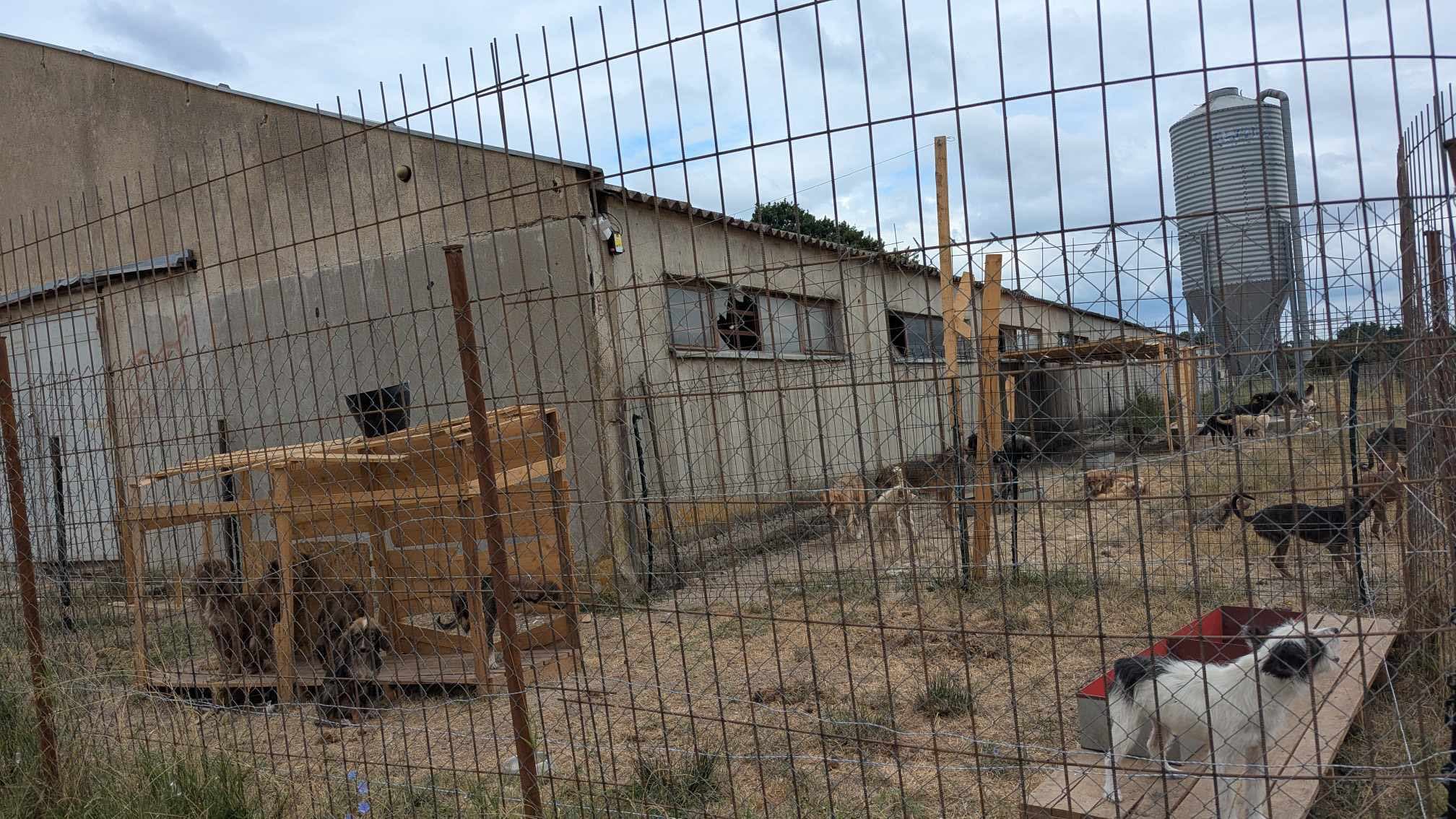 “Kushte të tmerrshme” – Mbyllen dy strehimore të qenve në Ferizaj