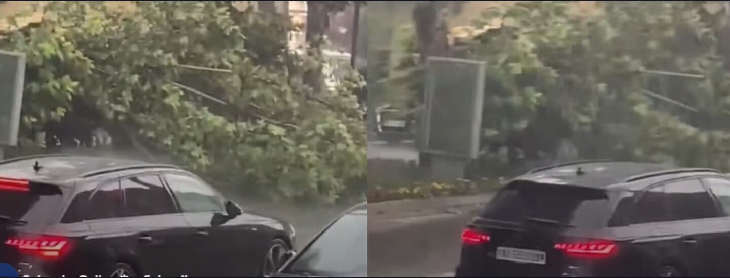 Erëra të forta në Suharekë, rrëzohet një lis në qendër të qytetit
