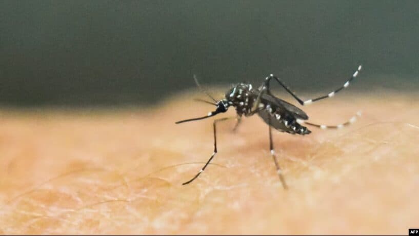 OBSH paralajmëron për përhapjen e virusit ‘chikungunya’ nga mushkonjat