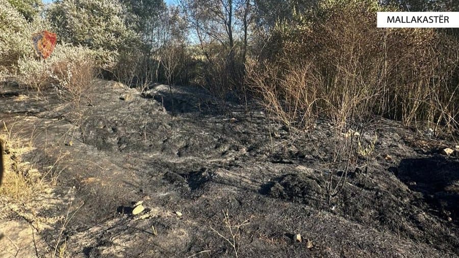 Dogjën qindra rrënjë ullinj dhe sipërfaqe me shkurre, arrestohen dy persona në Shqipëri