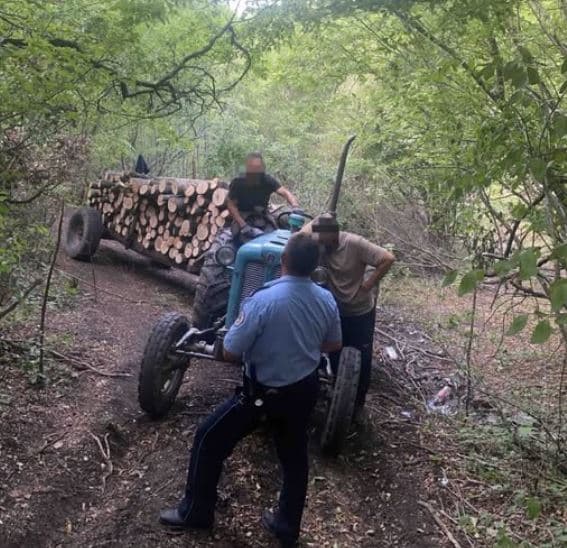 Policia kap në flagrancë hajnat e pyllit traktori “full” me dru
