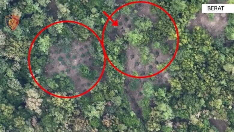 Skrapar/ Kultivonin dhe shisnin kanabis, 5 të arrestuar, nën hetim kryeplaku i fshatit Jaupas