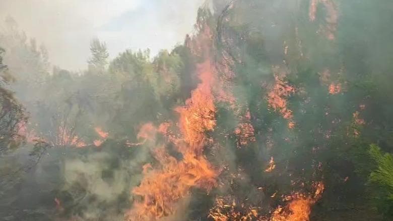 Vlorë/ Digjet prej të hënës pylli i pishave në Akërni, forcat zjarrfikëse në terren