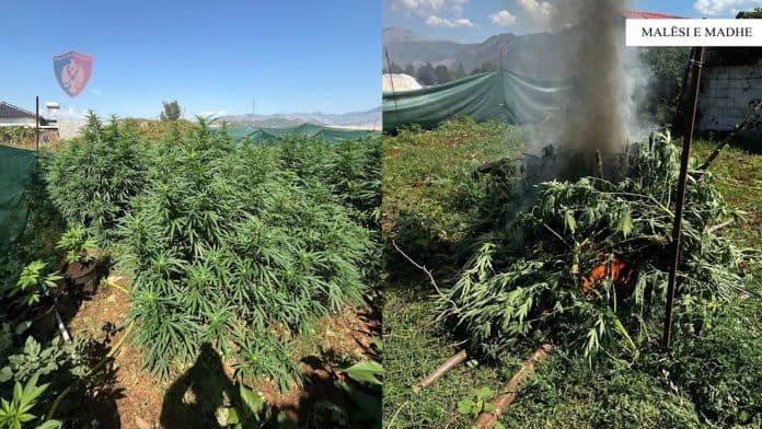 Kultivoi bimë narkotike në Malësinë e Madhe, arrestohet 54-vjeçari
