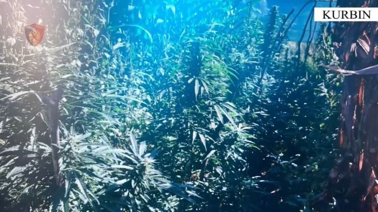 Kultivonte bimë narkotike në oborrin e banesës së tij, bie në pranga 23-vjeçari në Kurbin
