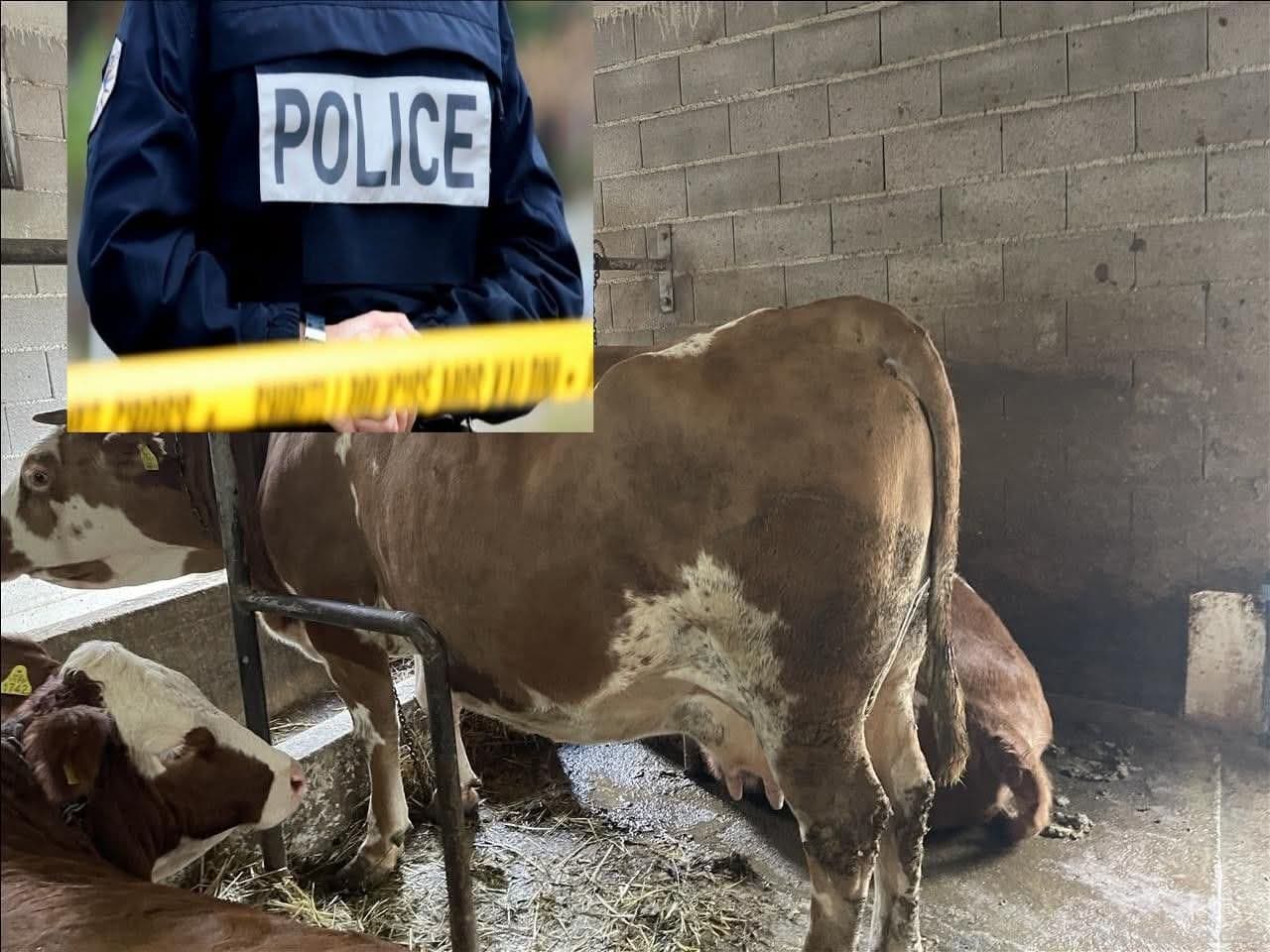 Një serb në Bajë të Skenderajt e mbyt lopa duke goditur në kokë (FOTO)