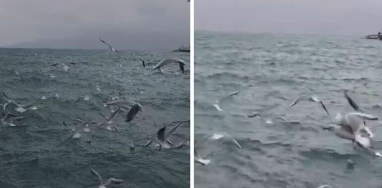 Spektakël natyror/ Deti i Sarandës “pushtohet” nga pulëbardhat
