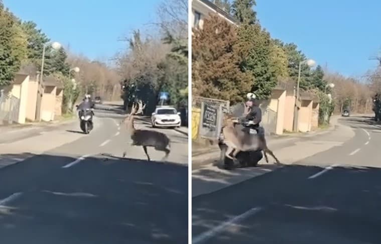 Aksident i pazakontë në Zagreb: Motoçiklisti përplaset me drerin