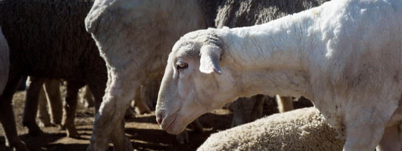 Konfirmohet rasti i parë i lisë së deleve dhe dhive në Kosovë, AUV vendos masa të rrepta në Ferizaj e Gjilan