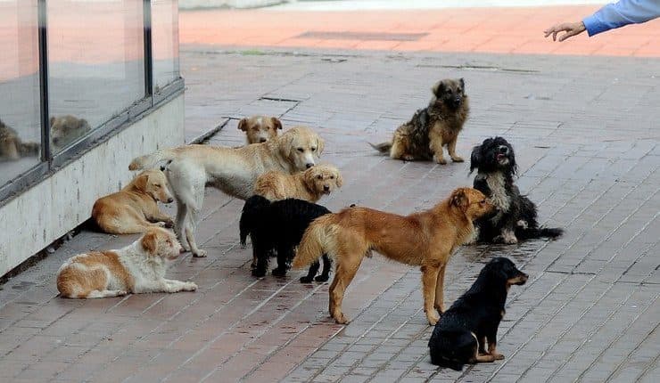 Një doktor dhe një punëtore shëndetësore sulmohen nga qentë endacakë në QKUK, kjo është gjendja e tyre