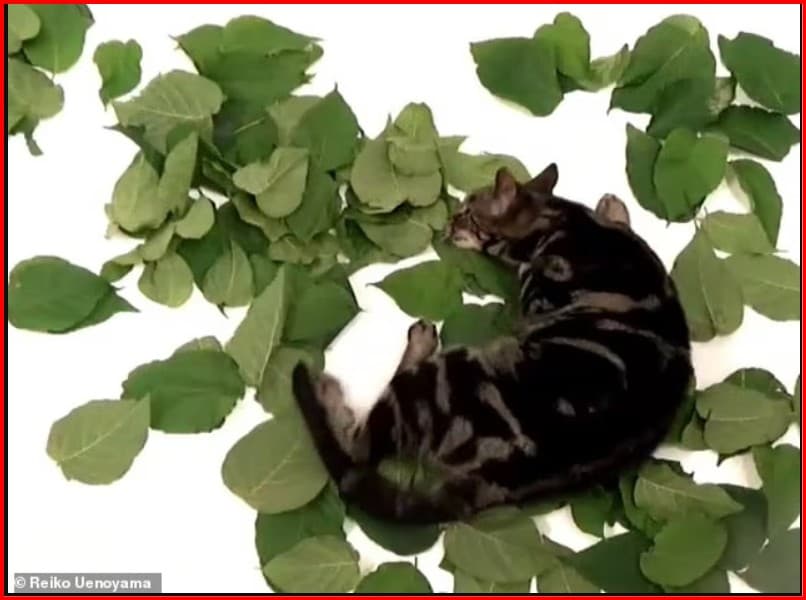 Bima që i çmend macet më shumë se catnip