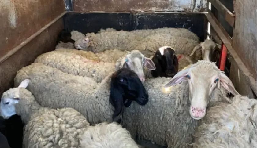 Kontrabanduan 30 dele nga Serbia, një i dyshuar largohet e tjetri arrestohet