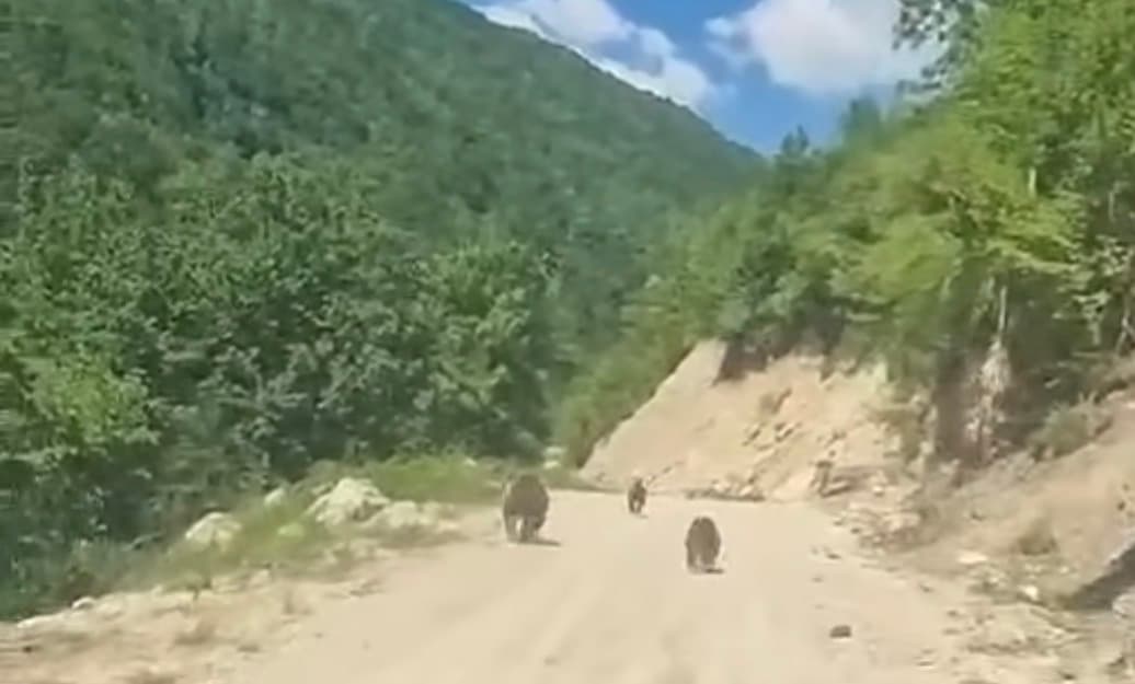 Ariu me të vegjlit shihen rrugës për në bjeshkët e Deçanit