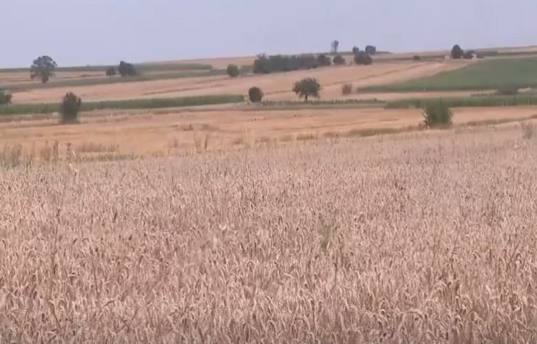 Featured image for Fermerët ankohen për vështirësi, thonë se mullinjtë nuk po pranojnë grurin