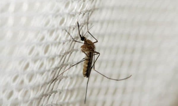 Virusi i Nilit Perëndimor përhapet në Evropë, raste të reja në pesë vende