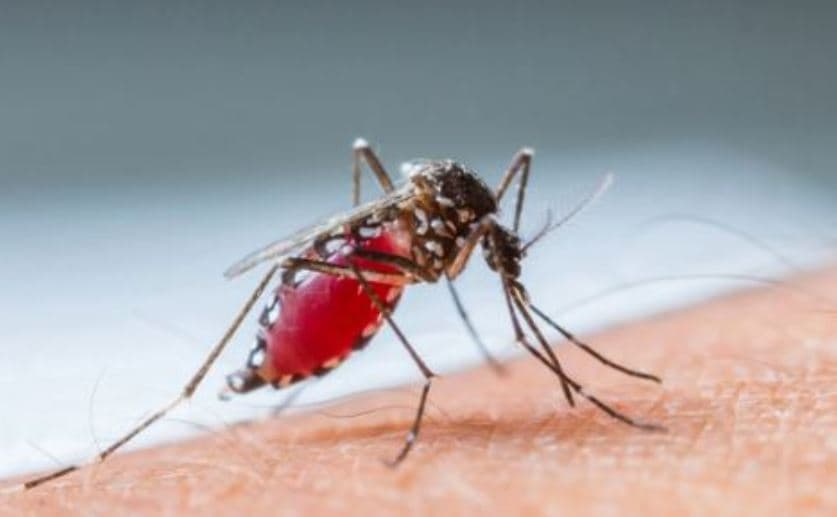 Në Maqedoni të Veriut regjistrohet viktima e katërt nga ethet e Nilit Perëndimor