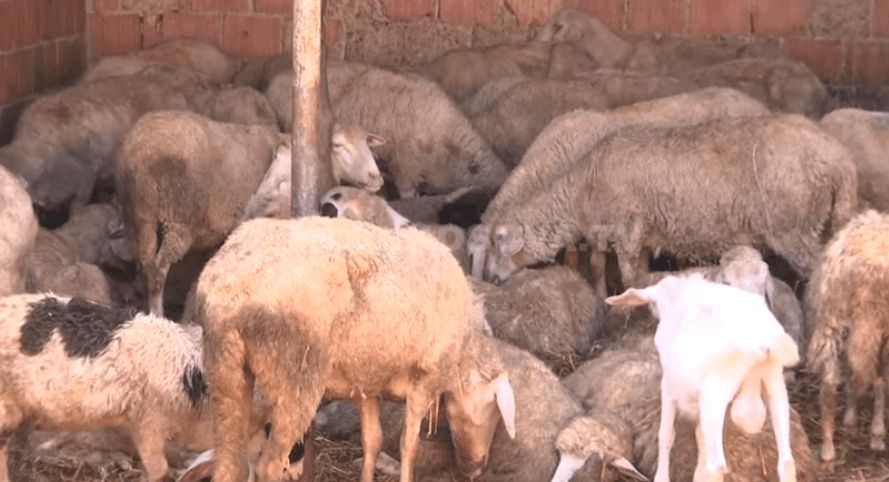 Featured image for Gjarpri e mbyt delen në Llaushë të Podujevës (VIDEO)