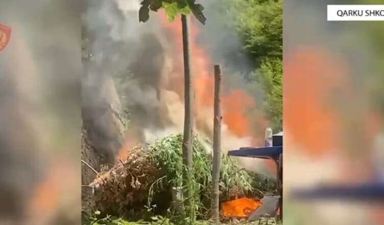 Policia godet kultivimin e drogës, shkatërrohen parcela me kanabis në tre bashki të qarkut Shkodër