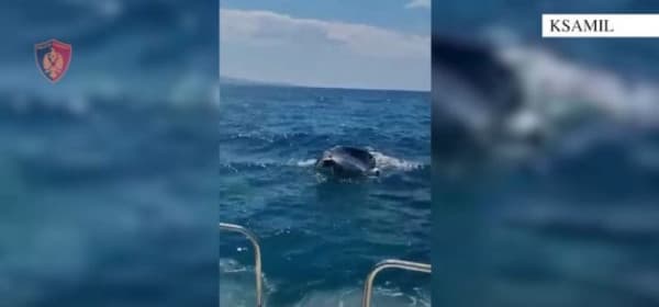 Featured image for Ksamil, shpëtohen dy turistë në rrezik të mbyteshin në det