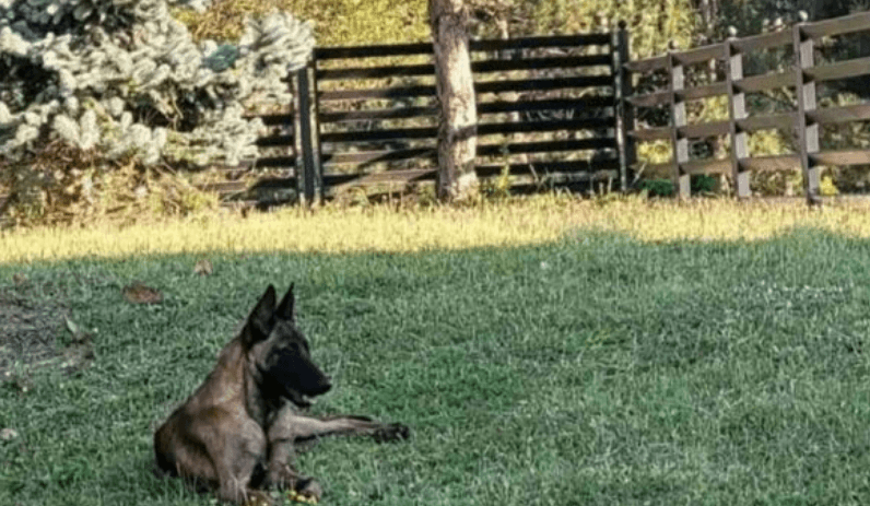 Featured image for Qeni belg qëndron dy ditë në oborrin e një shtëpie në Shtime, Policia kërkon pronarin