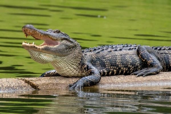 Featured image for Aligatori mbyt 71-vjeçarin në Florida