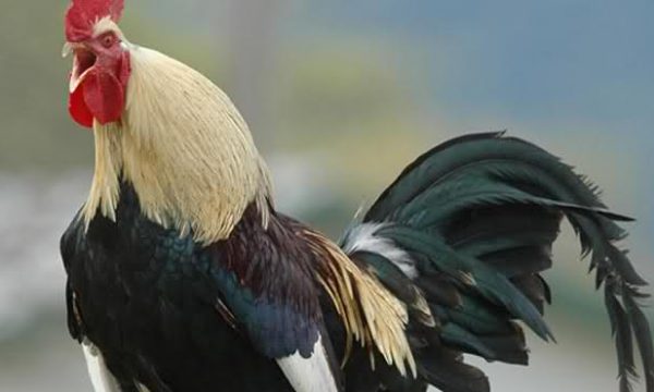 U sulmua nga gjeli, vdes gruaja e moshuar