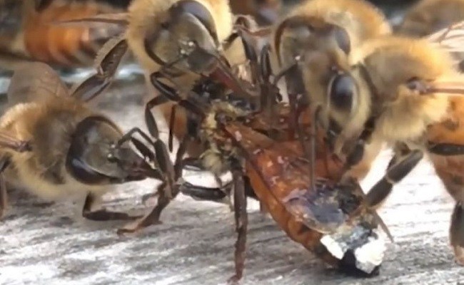 Video e miliona shikimeve: Shihni se si bletët i shpëtojnë jetën shoqes së tyre
