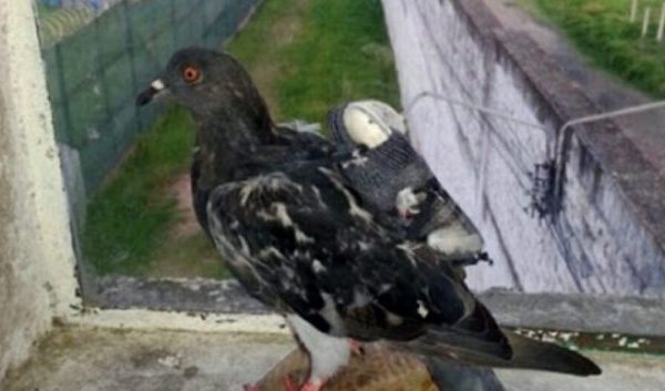 Kapin pëllumbin tek dera e burgut, nuk do ta besoni çfarë i gjetën në trup