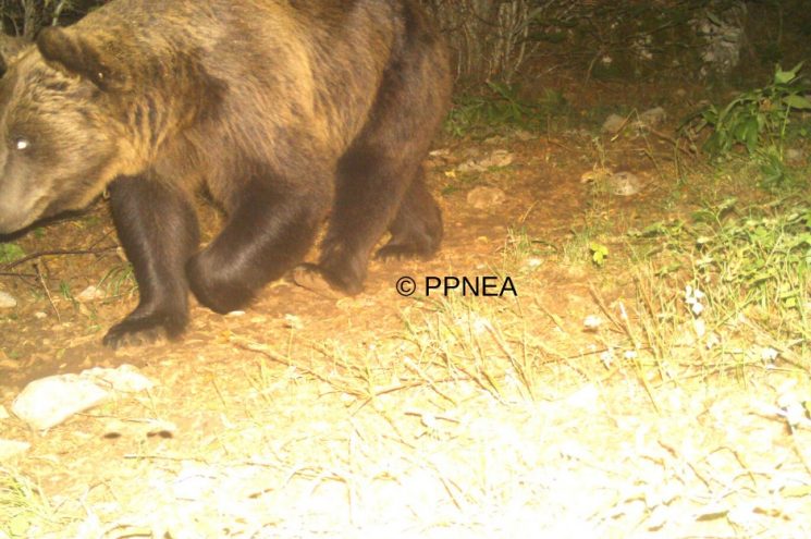 Kamera filmon natën ariun e murrmë në malet shqiptare