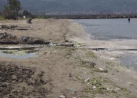 Një krijesë gjigande del në bregdetin e Vlorës, banorët nuk i besojnë syve (FOTO LAJM)